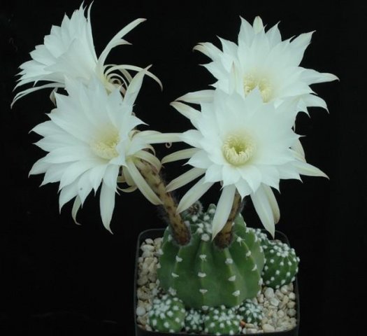 Echinopsis_subdenudata